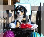 Small Photo #5 Greater Swiss Mountain Dog Puppy For Sale in CLINTON, AR, USA