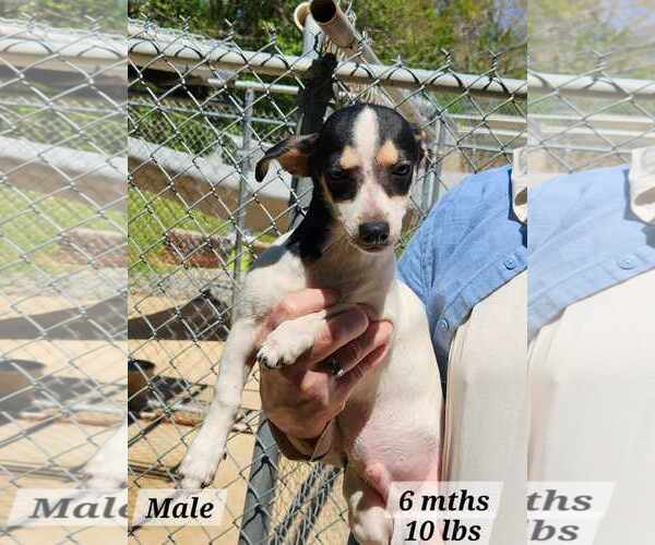 Medium Photo #2 Mutt Puppy For Sale in Royal Palm Beach, FL, USA
