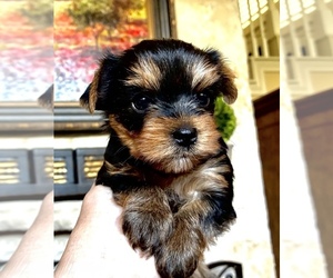 Yorkshire Terrier Puppy for sale in FRANKLIN, TN, USA
