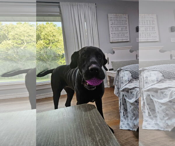 Medium Photo #3 Great Dane-Labrador Retriever Mix Puppy For Sale in Thomasville, NC, USA