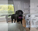 Small #2 Great Dane-Labrador Retriever Mix