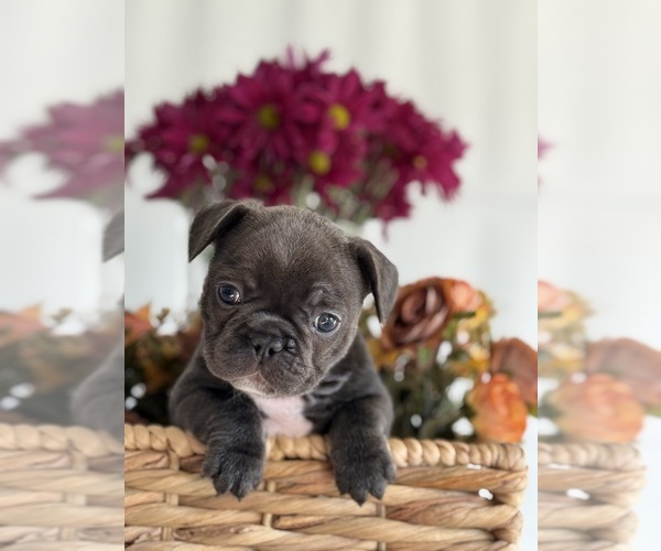 Medium Photo #1 French Bulldog Puppy For Sale in BILLINGS, MT, USA