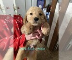Small Photo #2 Golden Retriever Puppy For Sale in ELLSWORTH, KS, USA