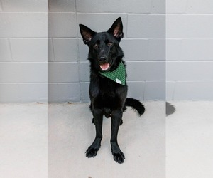 German Shepherd Dog-Unknown Mix Dogs for adoption in Woodbury, NY, USA