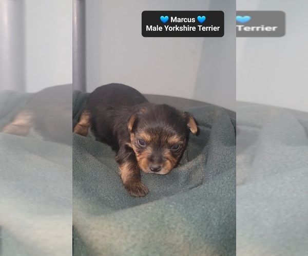 Medium Photo #2 Yorkshire Terrier Puppy For Sale in TUCSON, AZ, USA