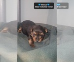 Small #1 Yorkshire Terrier