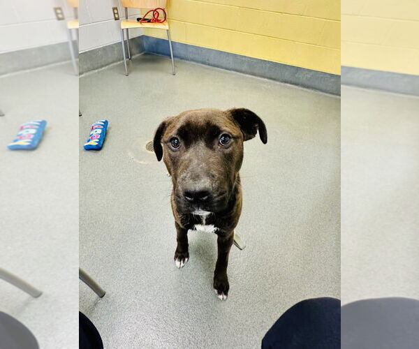 Medium Photo #1 Labrador Retriever-Unknown Mix Puppy For Sale in Glen Allen, VA, USA