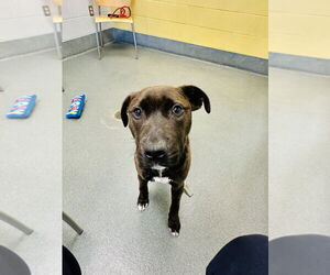 Labrador Retriever-Unknown Mix Dogs for adoption in Glen Allen, VA, USA