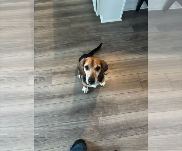 Medium Photo #5 Beagle Puppy For Sale in Tampa, FL, USA