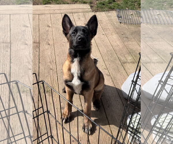 Medium Photo #23 German Shepherd Dog Puppy For Sale in Seattle, WA, USA