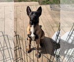 Small #22 German Shepherd Dog