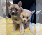 Small #56 Pomsky