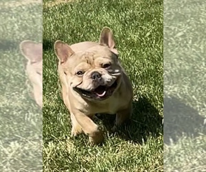 French Bulldog Dog for Adoption in TACOMA, Washington USA