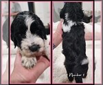Small Photo #11 Springerdoodle Puppy For Sale in FORT SCOTT, KS, USA