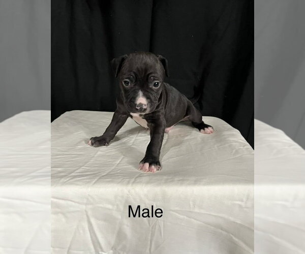 Medium Photo #7 American Pit Bull Terrier-American Staffordshire Terrier Mix Puppy For Sale in Brewster, NY, USA