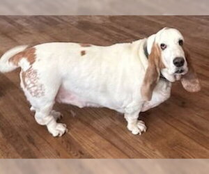 Buzz - Male Basset Hound Dog for Adoption - Photo #2