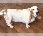 Small #1 Basset Hound