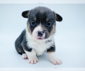 Pembroke Welsh Corgi Puppy for sale in PRINEVILLE, OR, USA