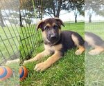 Small Photo #3 German Shepherd Dog Puppy For Sale in MANHEIM, PA, USA
