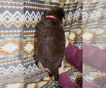 Small Photo #11 Miniature Australian Shepherd Puppy For Sale in ADAIR VILLAGE, OR, USA