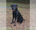 Small #4 Labrador Retriever Mix