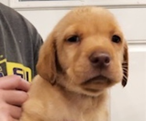 Labrador Retriever Puppy for sale in EUFAULA, AL, USA