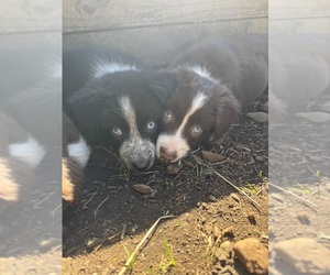 Border-Aussie Litter for sale in SWEET HOME, OR, USA
