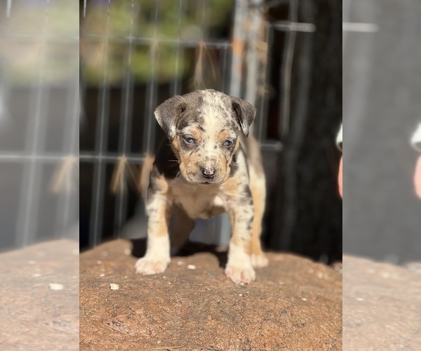 Medium Photo #2 Catahoula Leopard Dog Puppy For Sale in BUSHNELL, IL, USA