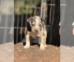 Small #1 Catahoula Leopard Dog