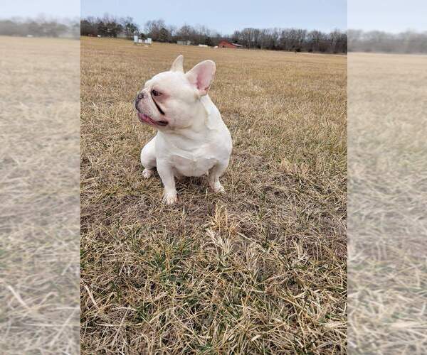 Medium Photo #3 French Bulldog Puppy For Sale in WEST PLAINS, MO, USA