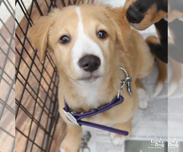Medium Photo #5 Colonial Cocker Spaniel-Unknown Mix Puppy For Sale in Washington, DC, USA