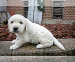 Small #2 English Cream Golden Retriever