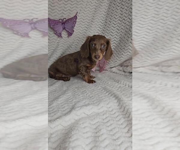 Medium Photo #4 Dachshund Puppy For Sale in JASONVILLE, IN, USA