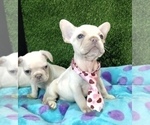 Small #9 French Bulldog