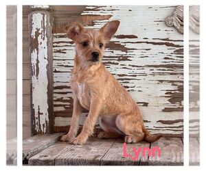 Cairn Terrier-Unknown Mix Dogs for adoption in Carrollton, TX, USA