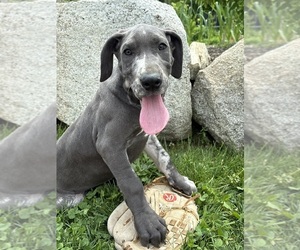 Great Dane Puppy for sale in MIDDLEBURY, IN, USA