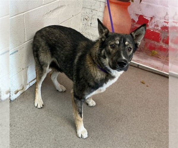 Medium Photo #1 German Shepherd Dog Puppy For Sale in San Bernardino, CA, USA