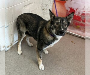 German Shepherd Dog Dogs for adoption in San Bernardino, CA, USA