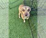 Small #2 Chihuahua Mix