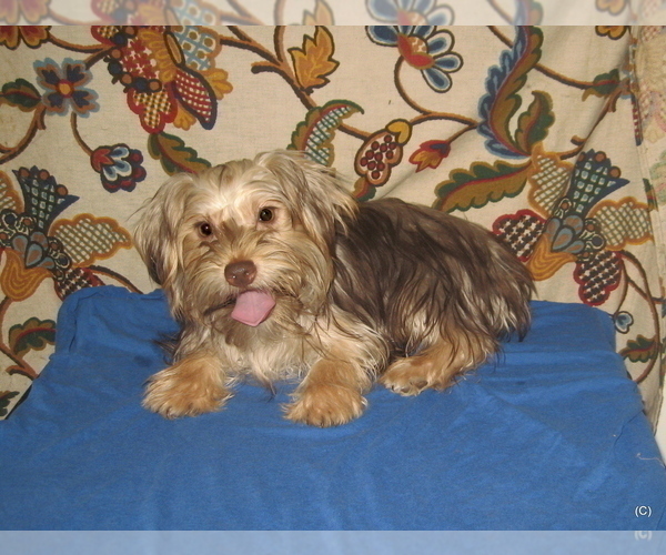 Medium Photo #1 Yorkshire Terrier Puppy For Sale in BAKERSFIELD, CA, USA