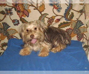 Medium Yorkshire Terrier