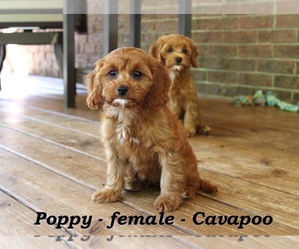 Medium Photo #2 Cavapoo Puppy For Sale in CLARKRANGE, TN, USA
