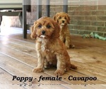 Small #1 Cavapoo