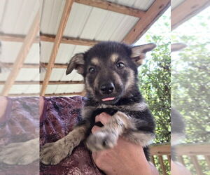 Huskies -Unknown Mix Dogs for adoption in Aurora, IN, USA