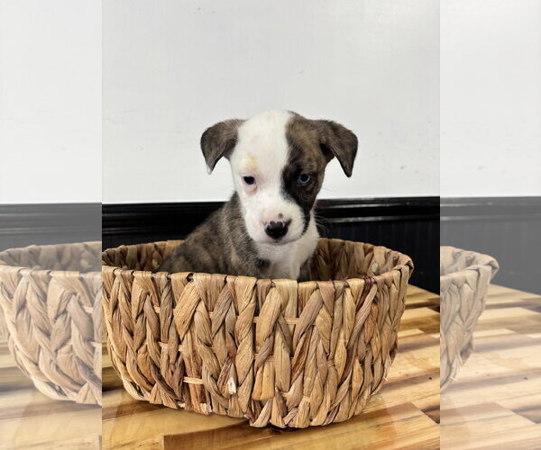 Medium Photo #1 Catahoula Leopard Dog-Mountain Cur Mix Puppy For Sale in Holly Springs, NC, USA