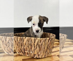 Catahoula Leopard Dog-Mountain Cur Mix Dogs for adoption in Holly Springs, NC, USA
