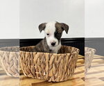 Small Catahoula Leopard Dog-Mountain Cur Mix