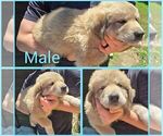 Puppy Light Blue Male Anatolian Shepherd-Maremma Sheepdog Mix
