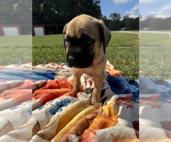 Medium Photo #1 Mastiff Puppy For Sale in ONEIDA, TN, USA