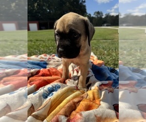 Medium Mastiff